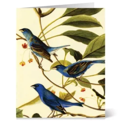The Met Store Audubon Birds Notecards