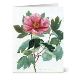 The Met Store Botanical Illustrations Notecards